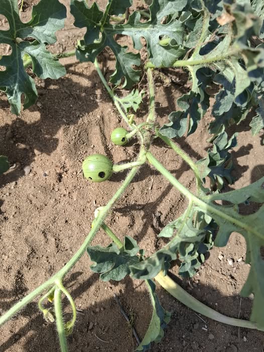 زارع بطيخ والثمار طالعه بالشكل دا